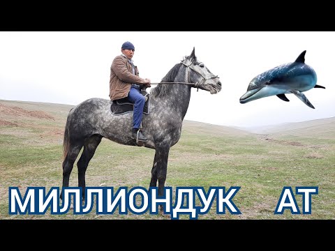 Видео: Мына АТ 15000 доллар 😱 тапталган ТААМАЙ АТ БАШ-БУЛАКТА👍