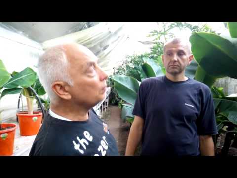 Видео: Банановая ферма. Приглашаем на экскурсии.