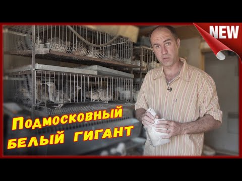 Видео: Подмосковный белый гигант и Танюшкин бройлерный фараон . Вес перепелов в тридцать дней