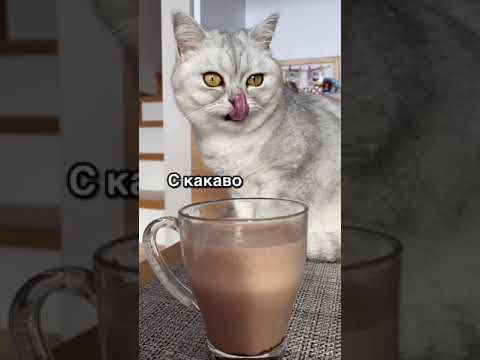 Видео: Смешные коты - Майя 😼 #смешныекоты #кошка #смешноевидео