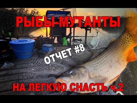 Видео: Толстые рыбины на легкую снасть.Рыбалка на фидер.Часть 2