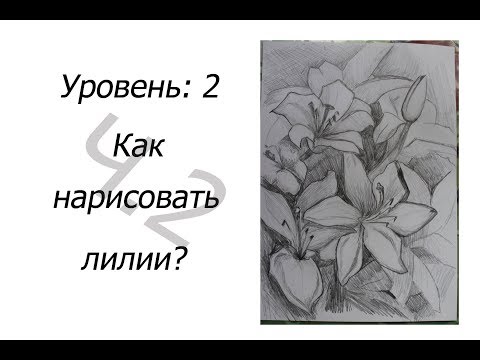 Видео: 2 уровень. Как НАРИСОВАТЬ ЛИЛИИ? 2 часть
