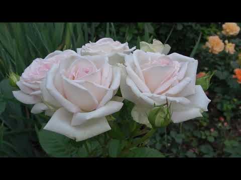 Видео: Заканчивается первая волна цветения роз, но перерыва в цветении нет!!!
