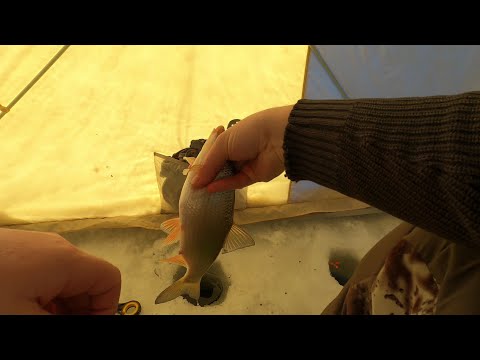 Видео: САМАЯ ЖЕЛАННАЯ РЫБА ФЕВРАЛЯ! ЗИМНЯЯ РЫБАЛКА НА ПОДУСТА