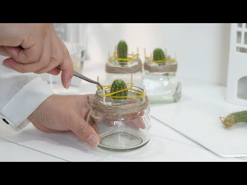 Видео: Размножение отростков кактуса, небольшая стеклянная бутылка, комплект для крепления резинкой