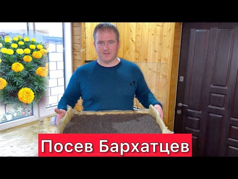 Видео: Посев БАРХАТЦЕВ