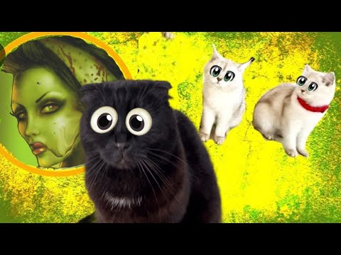 Видео: Кошки СПАСАЮТ кошечку Марфу от СТРАШНОЙ ОПАСНОСТИ !!!