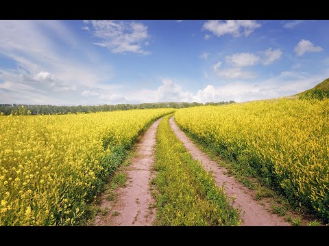 Видео: 🟢 СКОЛЬКО ПУТЕЙ, СКОЛЬКО ДОРОГ🌿🌾