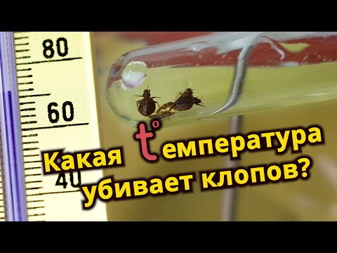 Видео: При какой температуре умирают клопы