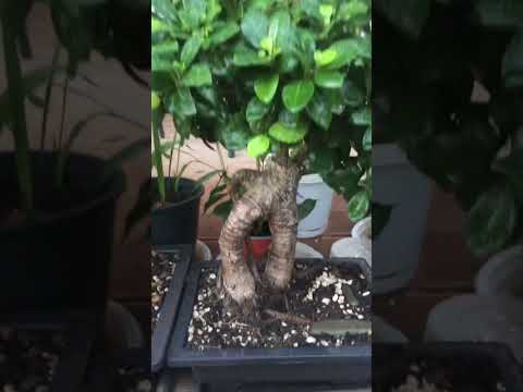 Видео: Осенний обзор фикусов после летней обрезки #сад #gardenplants #растения #садоводство #gardenflowers