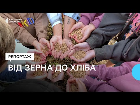 Видео: Як на Закарпатті школярі виростили зерно і власноруч спекли із нього хліб