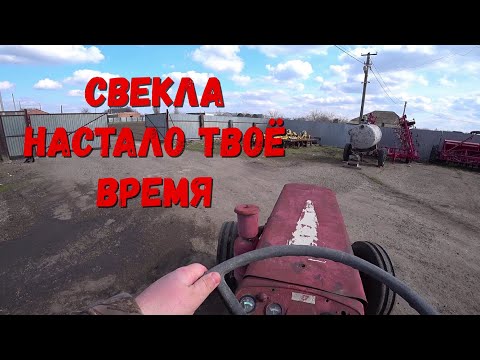 Видео: Выращивание столовой свёклы от А до Я!!!С чего начинать выращивание Столовой Свёклы!!!