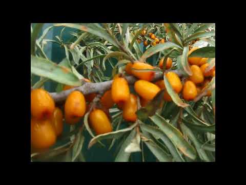 Видео: Крупноплодные десертные сорта облепихи