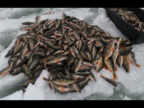 Видео: рыбалка на Ангаре ,  глухозимье здесь не бывает !!!!!