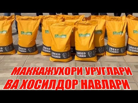 Видео: МАККАЖУХОРИ УРУГЛАРИ ВА ХОСИЛДОР НАВЛАРИ САМАРКАНДДА  +998(90)503 26 26