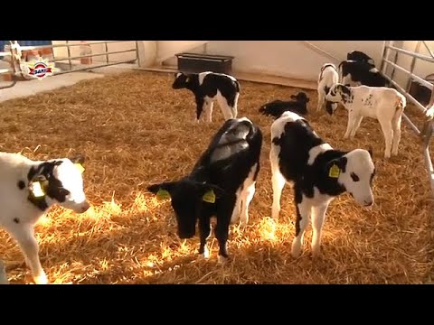 Видео: «Совхоз комбинат «Заря» СДЕЛАНО В БЕЛАРУСИ.