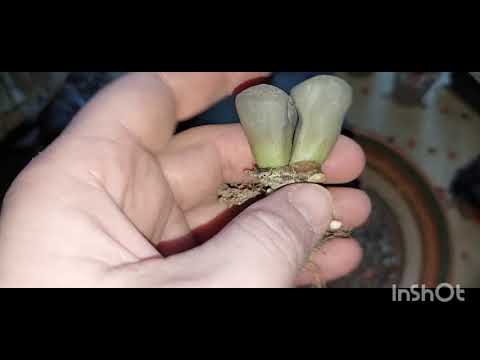 Видео: Пересадка литопсов (Часть 2).