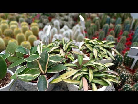 Видео: ❄️🌿БАУЦЕНТР🌿КАКТУСЫ и СУККУЛЕНТЫ