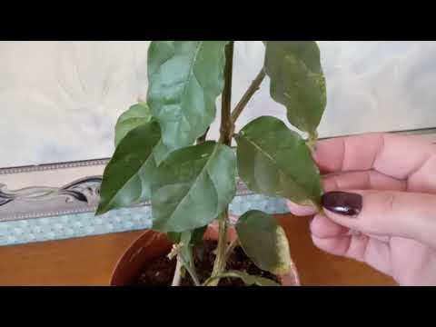 Видео: Комнатный Жасмин Самбак. Стрижка растения на зиму.