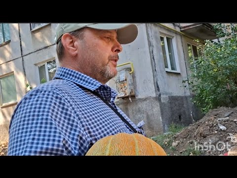Видео: Пробуем дыню 4,5кг.