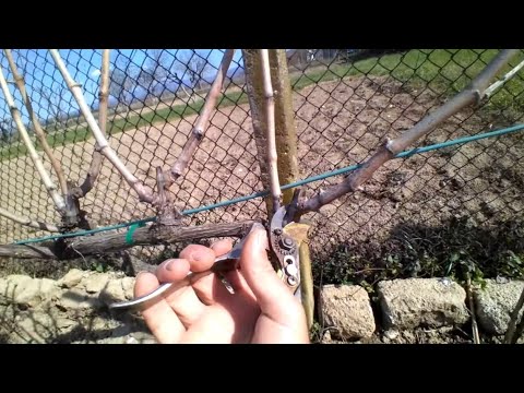 Видео: Как обрезать виноградник Простой способ обрезать виноградник ДВУСТОРОННИЙ КОРДОН.