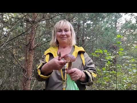 Видео: Пришли за грибами и нашли кучу белых грибов #грибы 