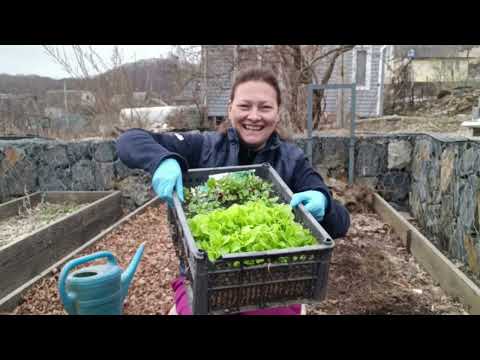 Видео: САМАЯ ПОГОДА ДЛЯ КАПУСТЫ | МОЯ ОТЛИЧНАЯ РАССАДА КАПУСТЫ | ПЕРЕСТАНОВКА В ТЕПЛИЦЕ | НОВЫЙ РОТАНГ
