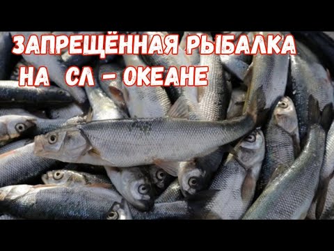 Видео: Запрещённая рыбалка на северном ледовитом океане. 