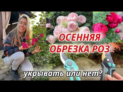 Видео: Как осенью обрезать разные типы роз. Буду ли укрывать? 