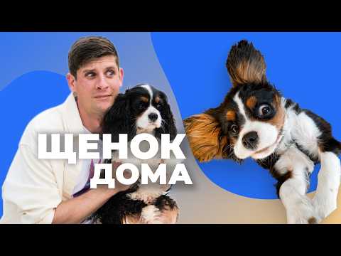 Видео: Щенок уже дома 🐶 Что нужно знать и делать в первые дни