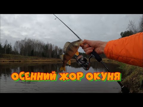 Видео: Осенний жор окуня. ПОКЛЕВКИ на каждом забросе!!!!!!!!!