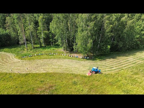 Видео: Сенокос 2024.Аисты и пчёлы.