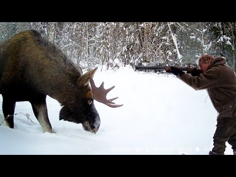 Видео: Живу в тайге. Добыл лося. Охота с подхода.