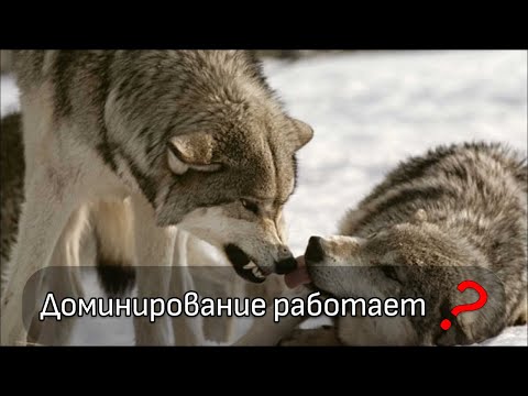 Видео: Доминирование в воспитании собак и последствия