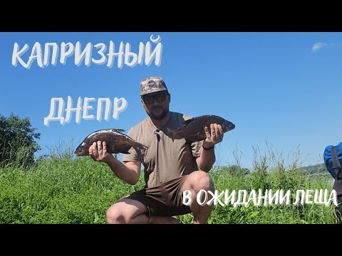 Видео: Фидер на реке. Рыбалка на Днепре летом.