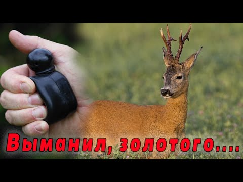 Видео: Охота на косулю в гон, выманил супер трофей