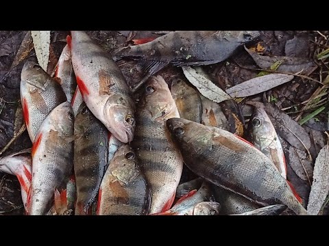 Видео: Лайтовий окунь. Graphiteleader Corto UX 20GORUS-742L-T ловля по низу тесту.