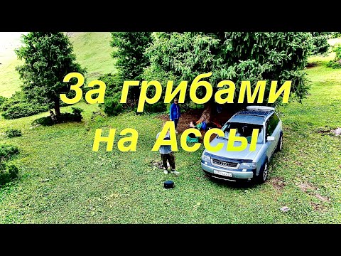 Видео: ✅ На Ассы за грибами в августе | Это ФИАСКО | Грузди все гнилые, грибы сухие | #тихая_охота