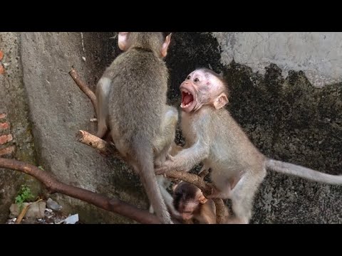 Видео: ЧТО НЕ ТАК С ОБЕЗЬЯНОЙ РОККИ? ОН СЕГОДНЯ ЖЕСТОК
