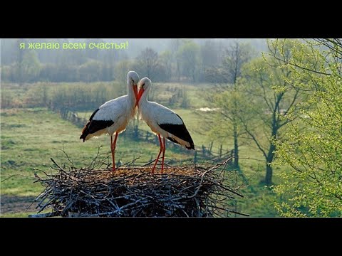 Видео: Молитва за мир во всем мире! Live 087.11.2025