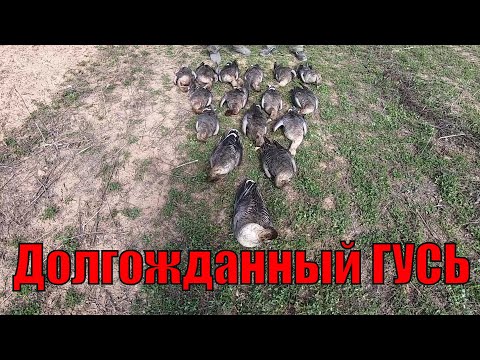 Видео: Охота на ГУСЯ в Кировской области. Долгожданно-эмоциональная. Невероятно-результативная.