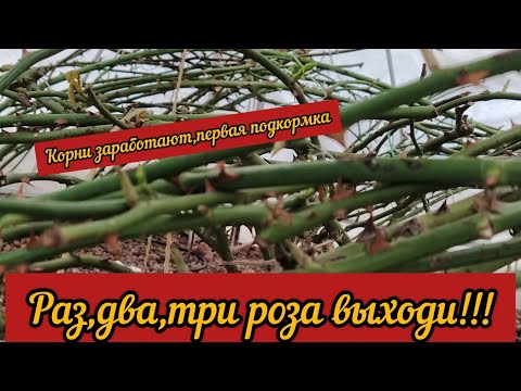 Видео: Раз. Два. Три. Роза выходи. Корни заработают. Первая подкормка.