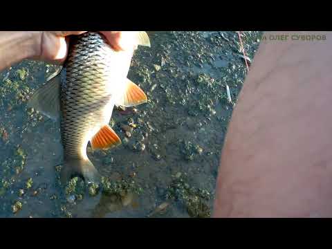 Видео: Голавль нахлыстом на Вулибагер   3 вида мушки и полезные советы новичкам