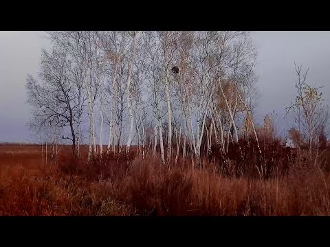 Видео: Во поле берёзка стояла... металлоискатель