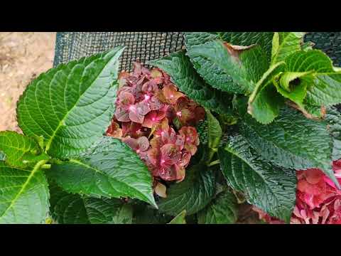 Видео: Крупнолистные гортензии.В горшки или в грунт?🤔