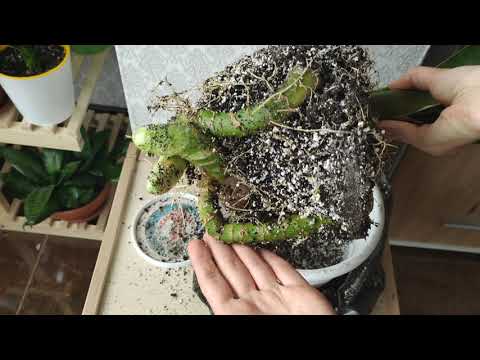Видео: Как подобрать горшочек для разных сортов сансевиерий. Правильно выбираем объем и глубину горшка
