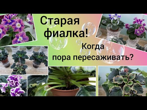 Видео: Старая фиалка! Как определить что нужна пересадка?