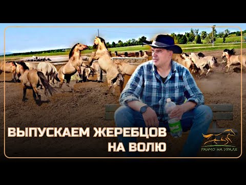 Видео: Отпустили немного жеребцов на волю | Провели скачки на приз памяти конезаводчика Хасана Идиятуллина