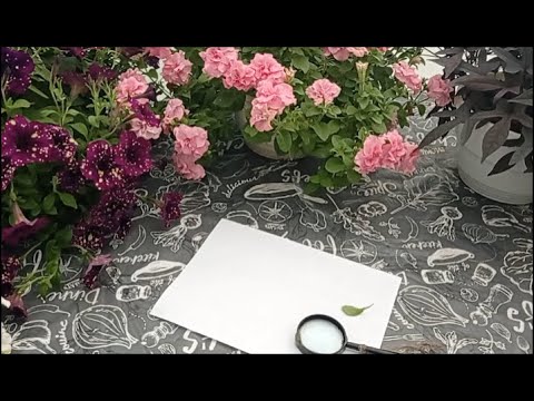 Видео: ШКІДНИКИ та ХВОРОБИ ОДНОРІЧНИКІВ.ЯК РОЗПІЗНАТИ І ЯК БОРОТИСЯ?