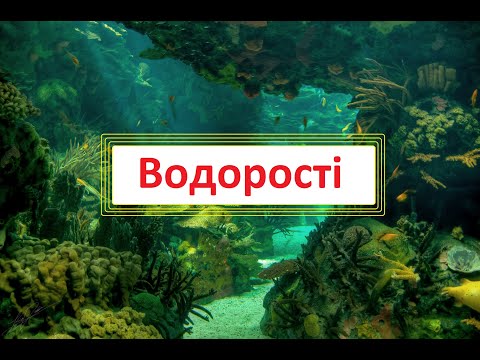 Видео: Водорості. Зелені, діатомові, бурі та червоні водорості.